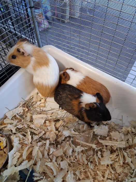 Продавам Хамстери и морски свинчета