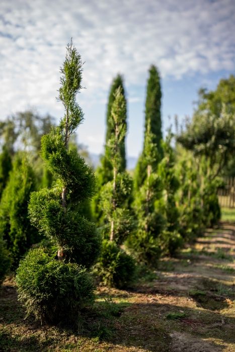 Pepiniera Arbori Ornamentali ( Tuia, Gard viu)