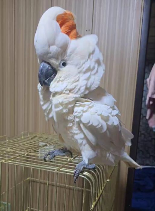 Продается Какаду