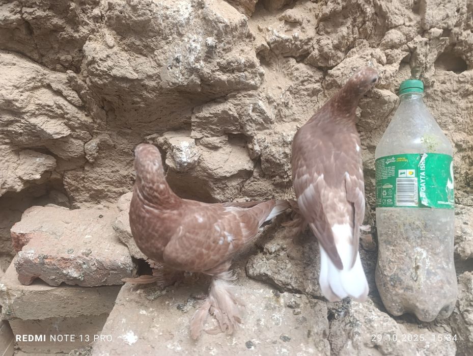 Кабутар сотилади