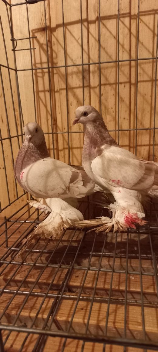 Голуби совхоз Павлодарский лохманогие бойные вся птица гонная в отличн