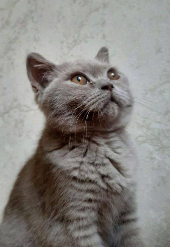 Продается  кошка