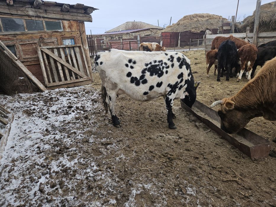 Продам стельную корову!