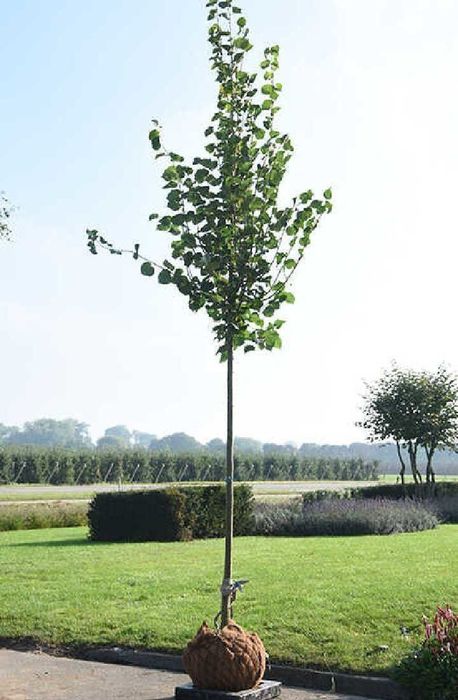 Vând puieți de tei arginti la balot și trandafiri cataratori