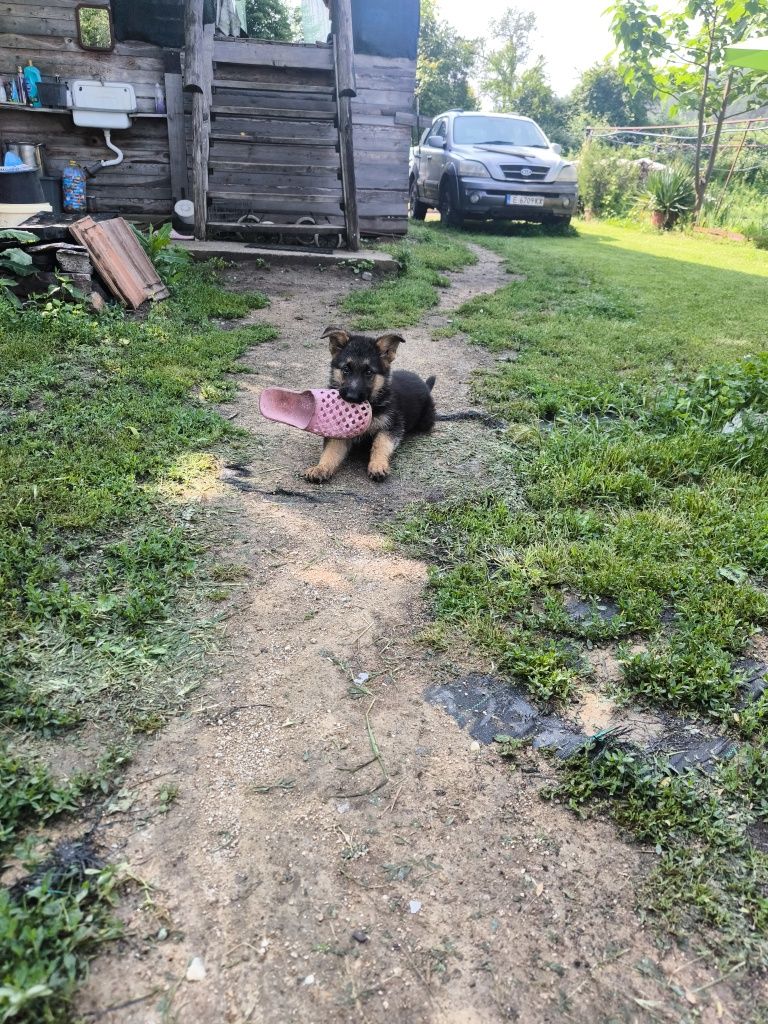Бебе немска овчарка