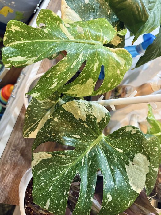 Monstera thai constellation