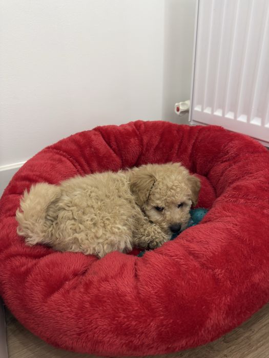 Продается щенок мальтипу. Девочка. Возраст 2месяца.