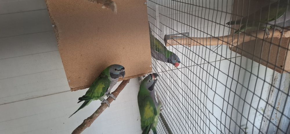 Папагали Китайски Александър/двойка