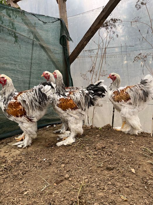 Cocoși Brahma silver negru, rotgesattelt