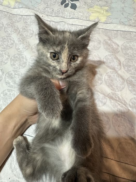 Котята от сибирской кошки