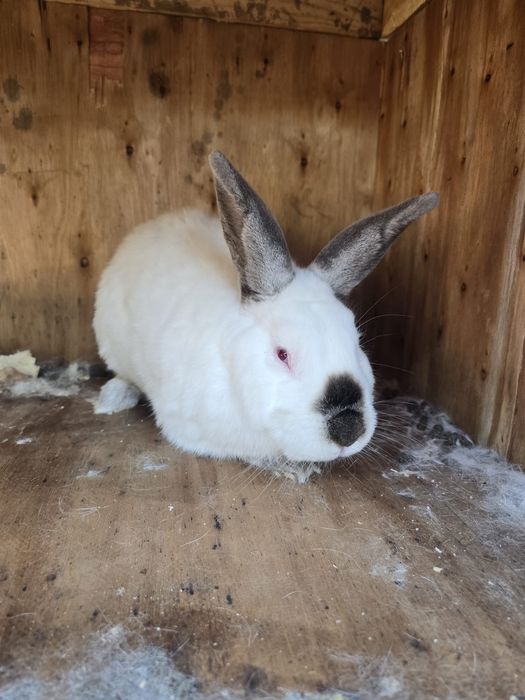 Vând iepure californian