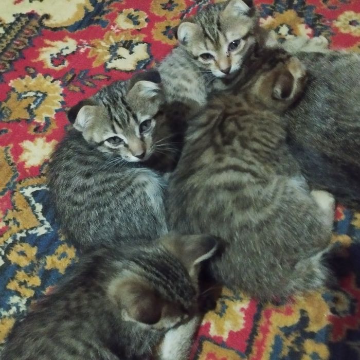 Отдам котят в хорошие руки