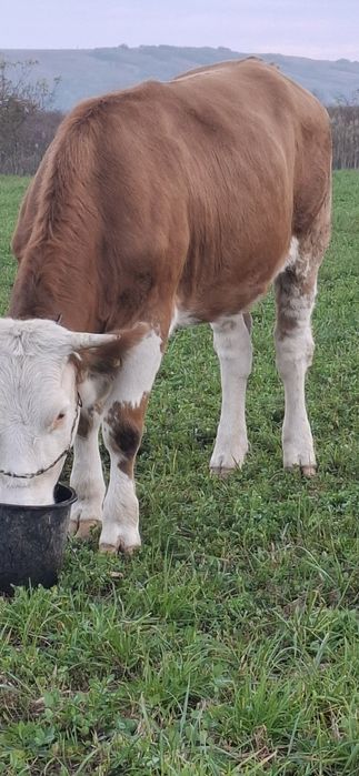Vând junica baltata gestanta inn3 luni 1 ,7 luni