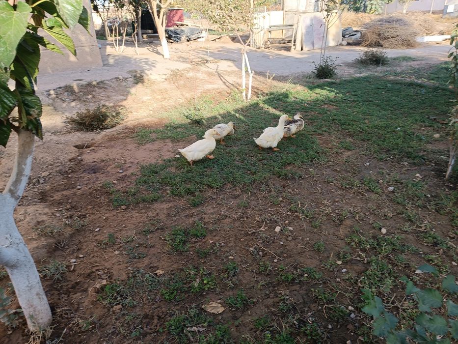 Oʻrdakni sotmoq choman