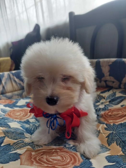 Bichon havanez(părinti cu pedigree)