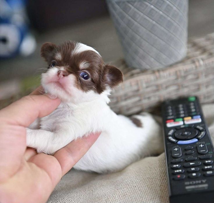 Мъжко дългокосместо мини чихуахуа