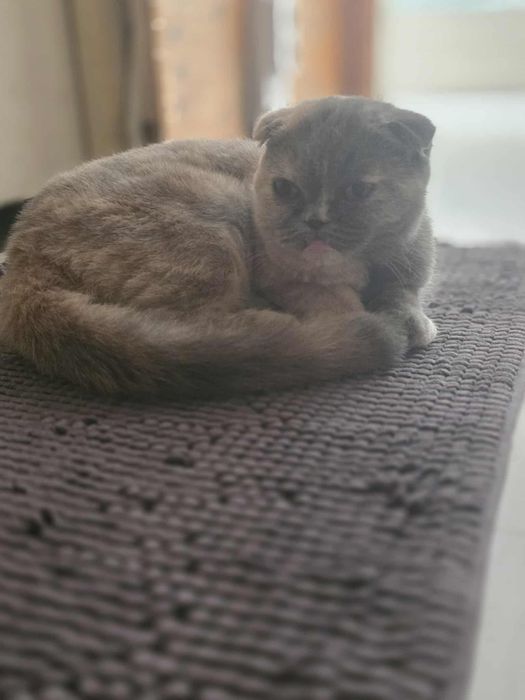 Шотландска клепоуха