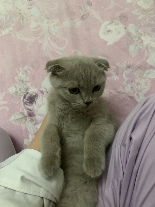 scottish fold parodasi toza