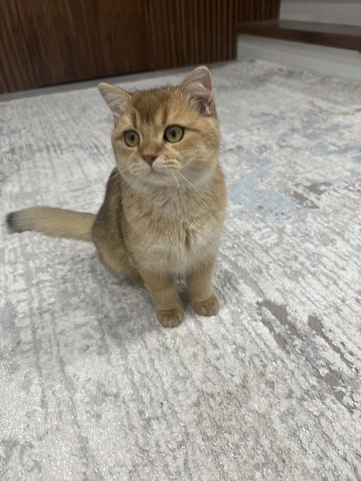 Золотая шиншилла порода.