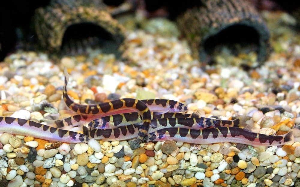 Kuhli loach sanitari