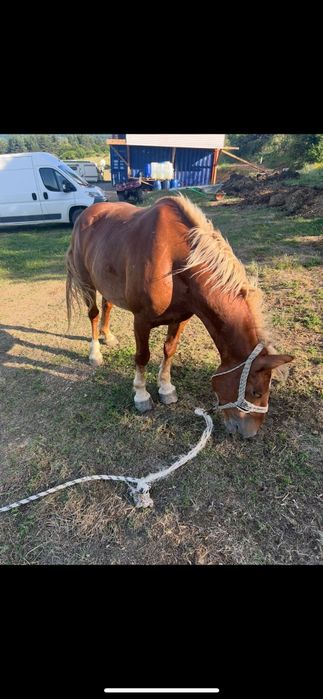 Продавам кобила на 4 години и конче женско на 9 месеца