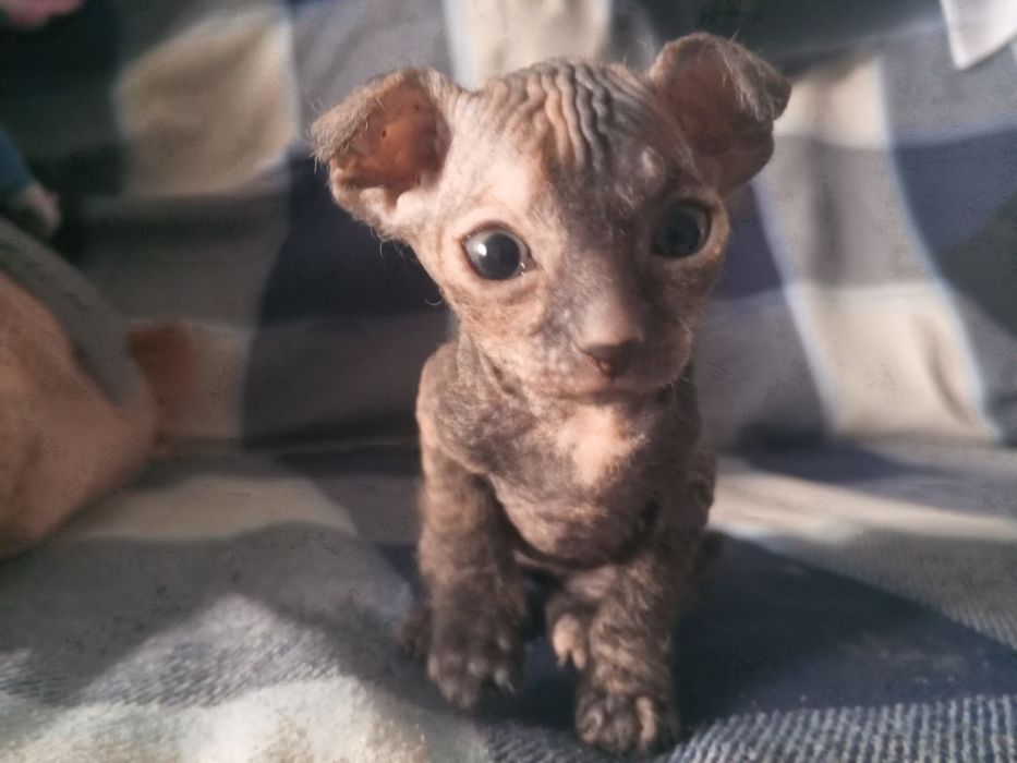 Котенок сфинкс девочка