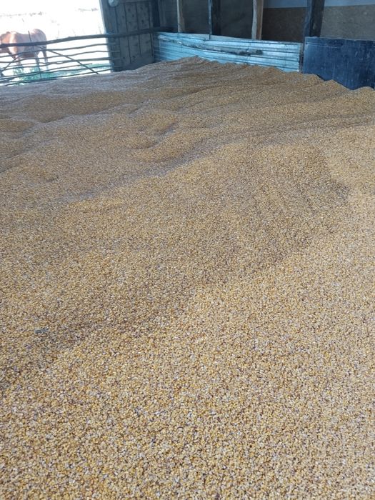 Porumb de vânzare 1.20 lei