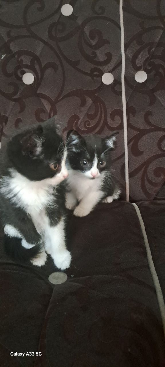 Uy mushuklari Cats