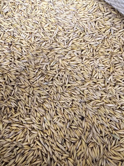 Porumb,grau,orz,ovaz