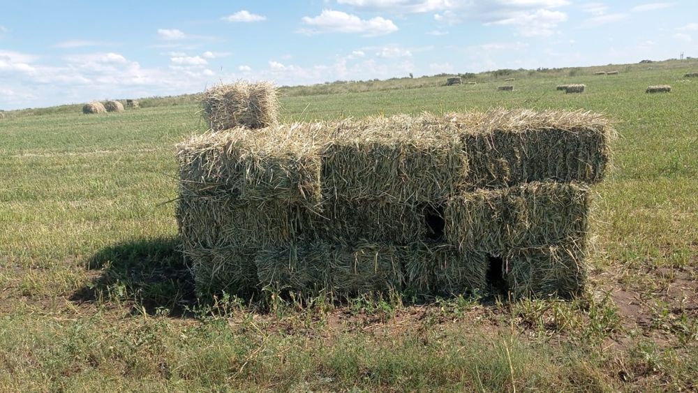 Суданка, житняк в тюках, рулонах, дробленка
