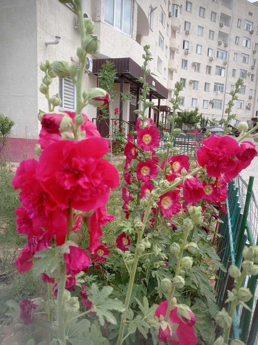 Квартира 2 х комнатная 70 квм
