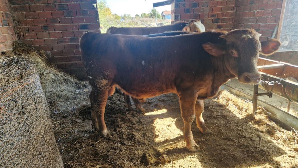 Продавам месодайни телета мъжки