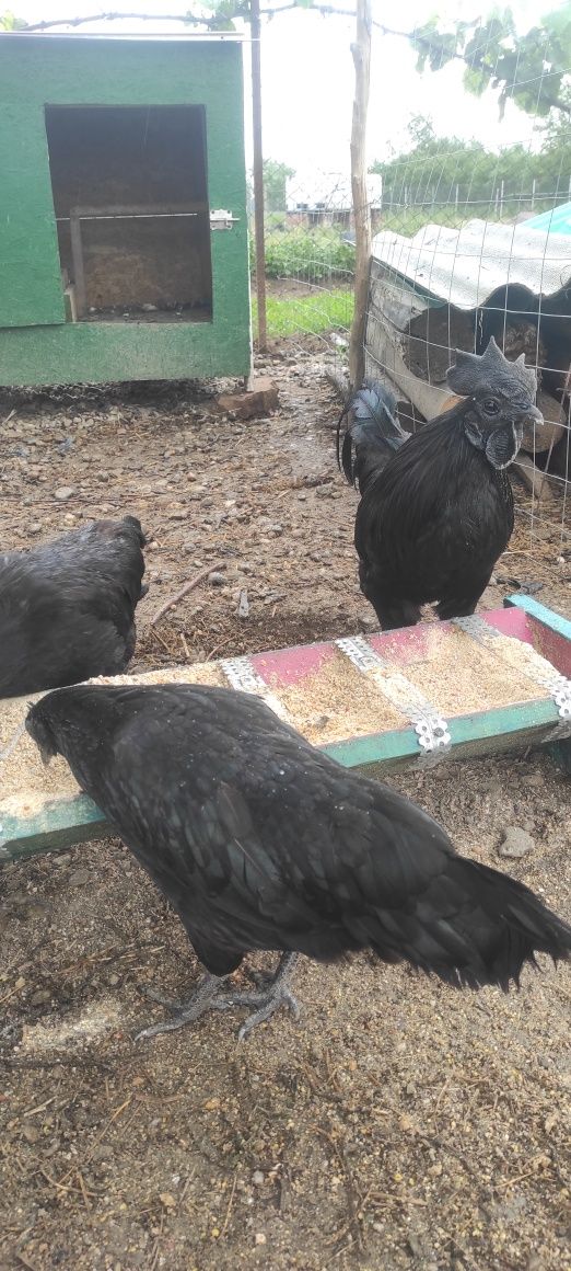 Ouă Ayam Cemani , rasa pură