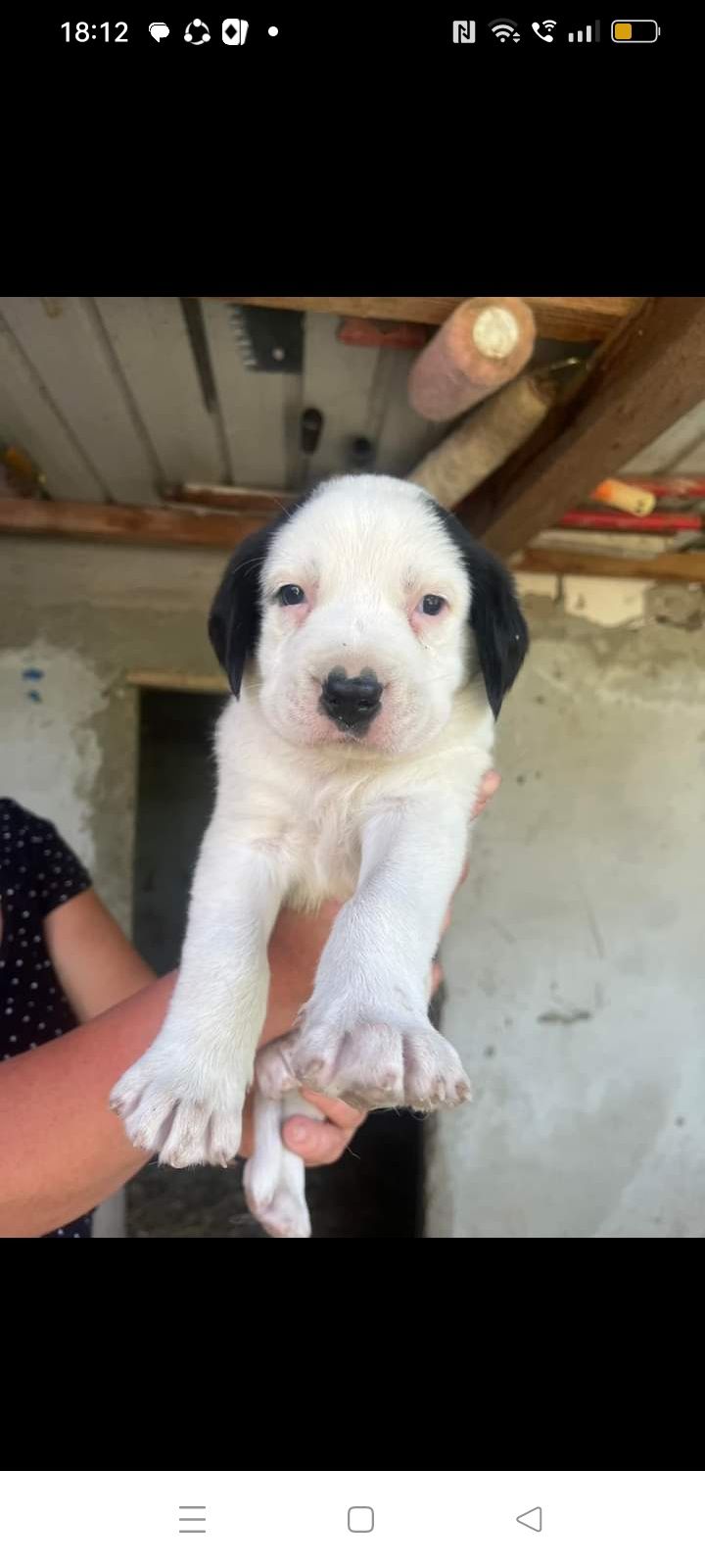 Căutăm stapini noi