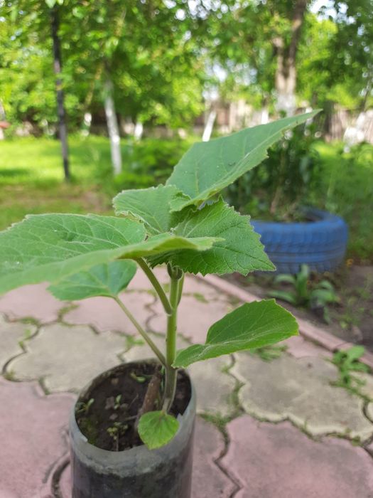 Paulownia tomentosa și arbori de matase