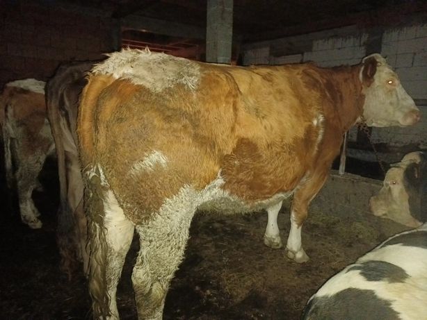 Vând vaca Baltata  românească pt abator