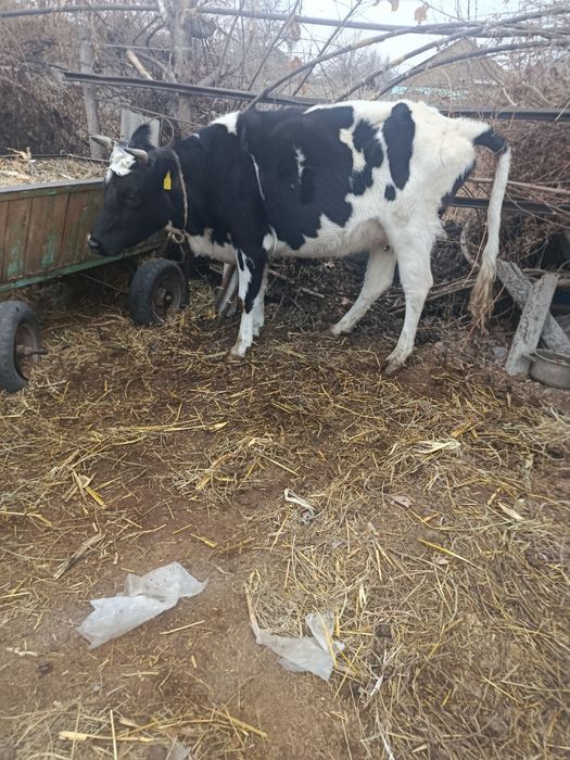 Продам Карову Стельную