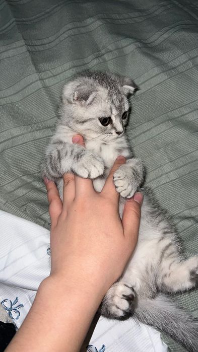 Шотландская вислоухая кошка Scottish Fold