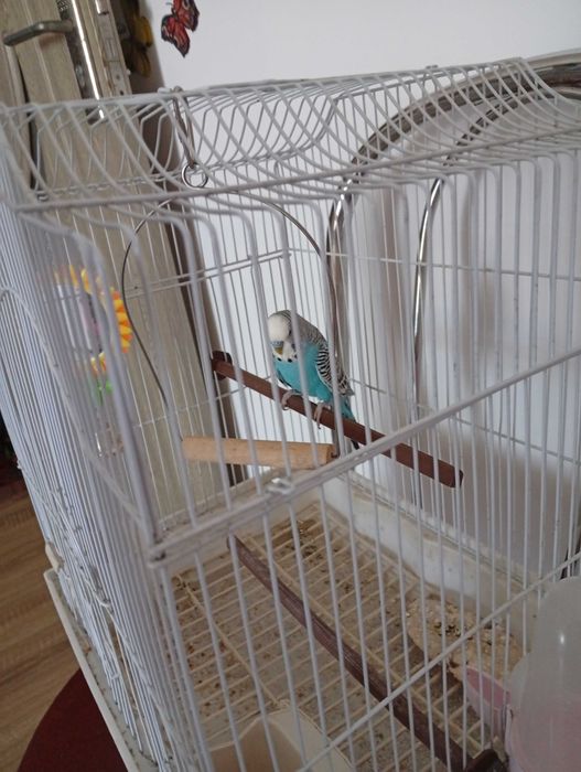 Vând peruș/papagal