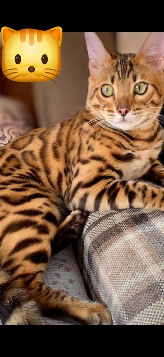 Продаётся Бенгальский кот.