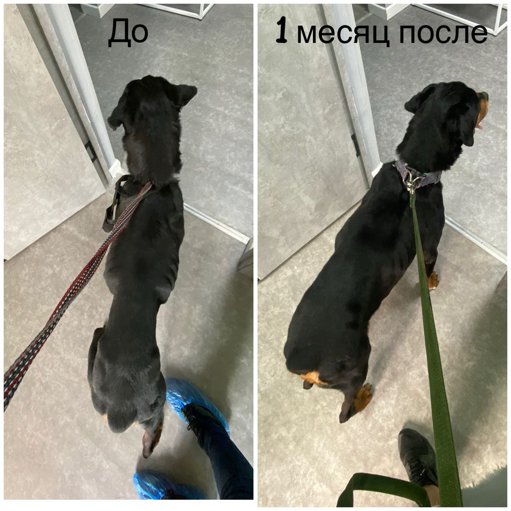 Ротвейлер