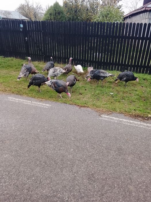 Curcani , rațe si gaini /cocosi pitici de vanzare !