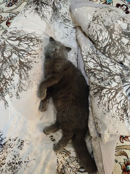 Кошка порода скотиш фолд