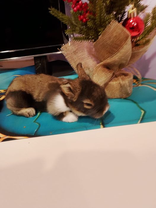 Pui iepurasi miny-toy miniatura ( rasa pitica).!