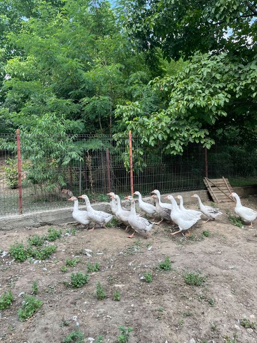 Vindem Rațe și Gâște