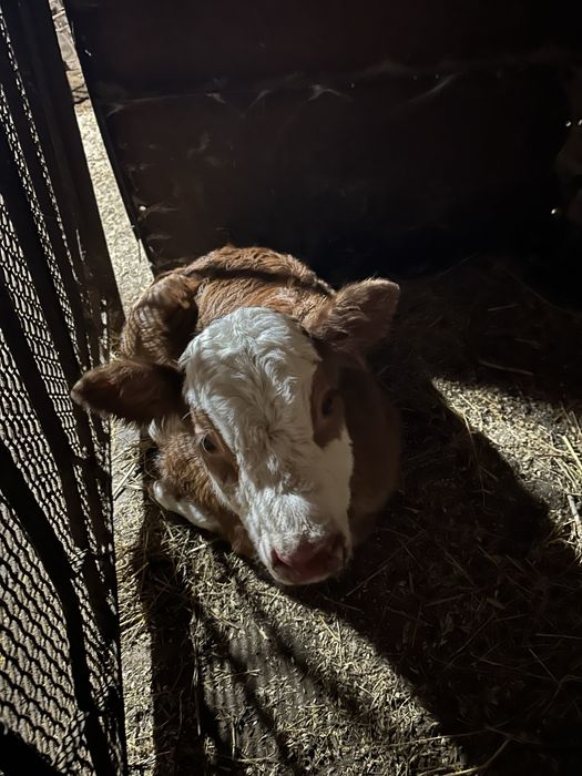 Продам телочку от породистой коровы очень крупная