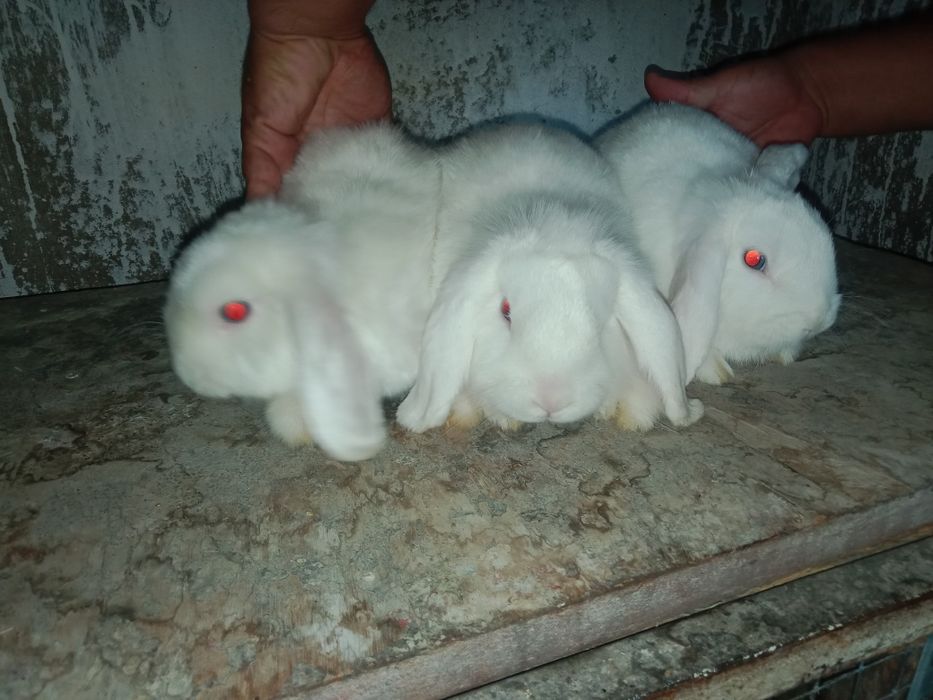 Заецам гарития красный алмаз