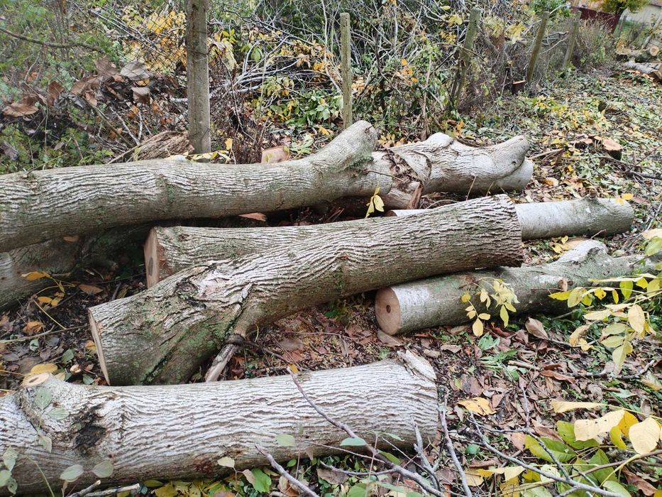 Стебла Трупи от Орехови Дървета Различна Дебелина и Дължина