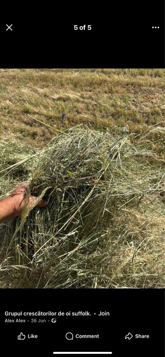 Baloti lucerna coasa 1.2.3