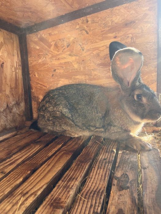 Iepure mascul uriaș german - 14 luni